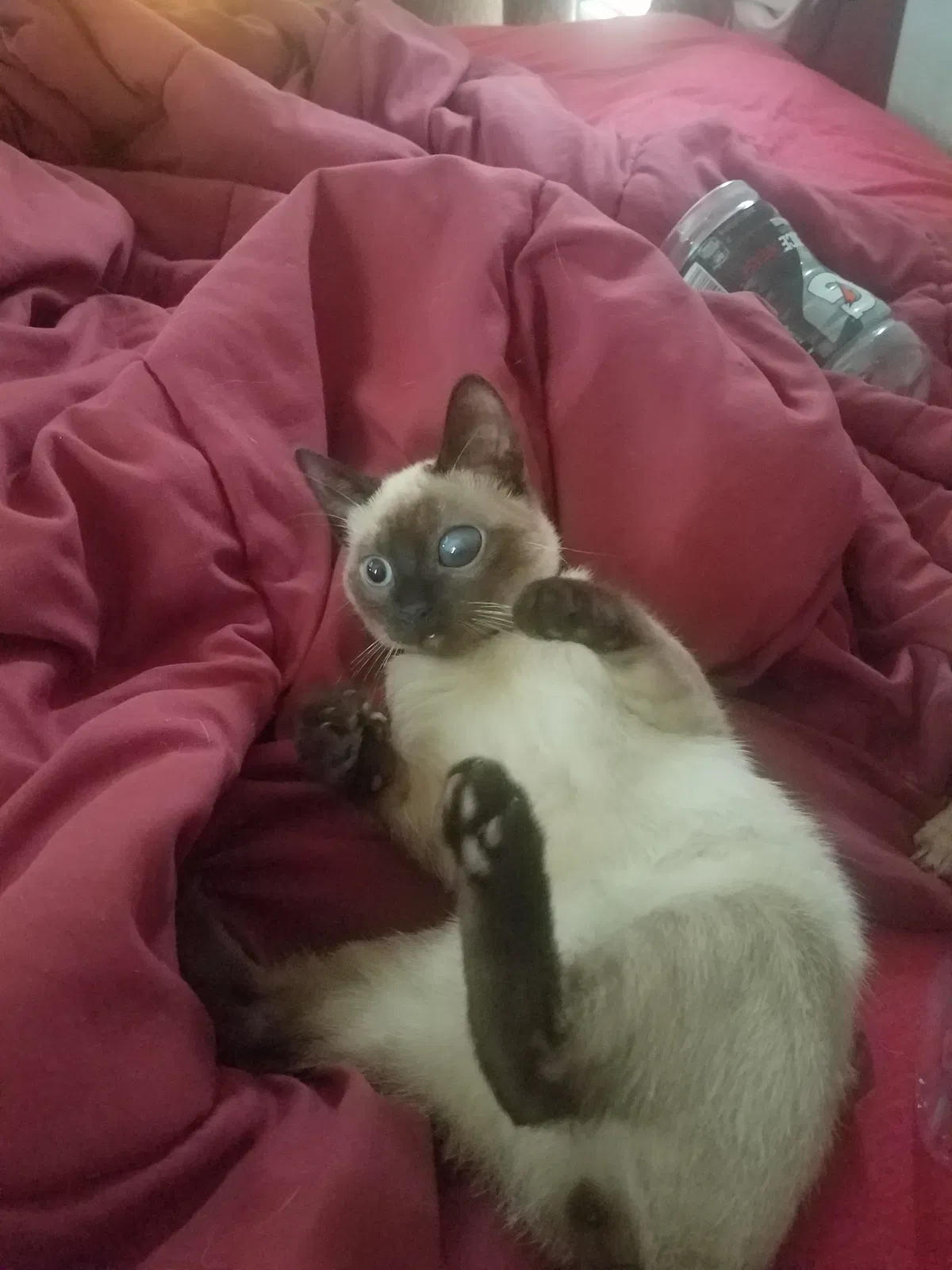 Lost cat in Oklahoma City, OK, 73110