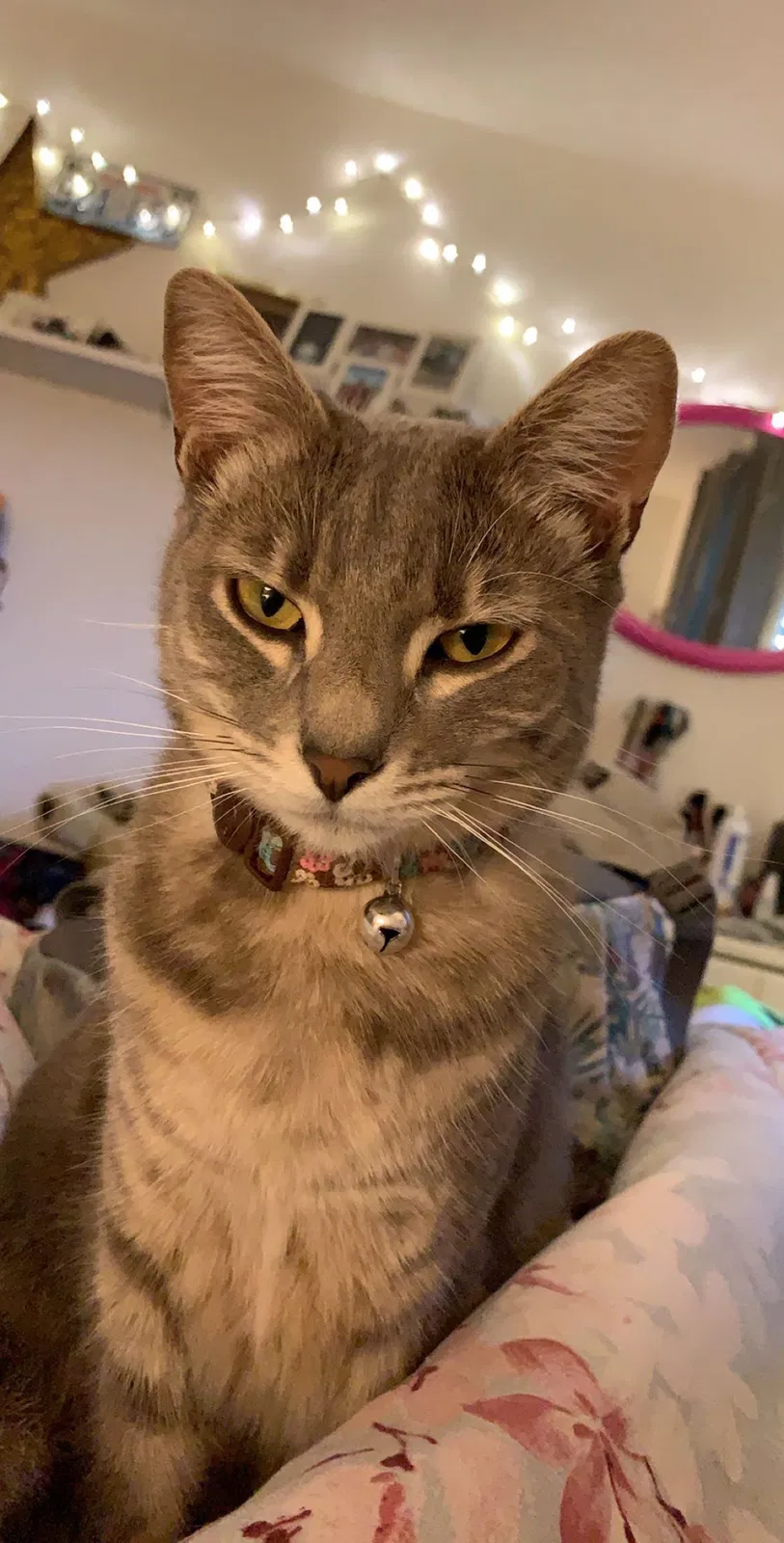 Lost cat in Bremerton, WA, 98311