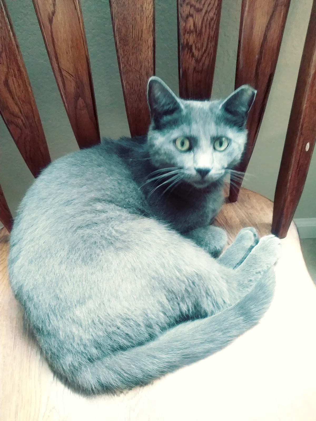 Lost cat in Modesto, CA, 95350