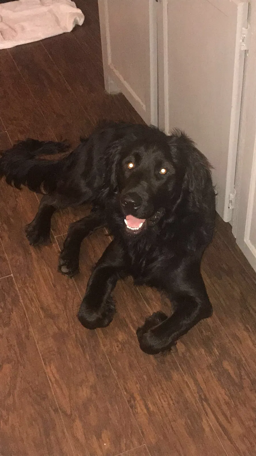 Lost dog in Newton, GA, 39870
