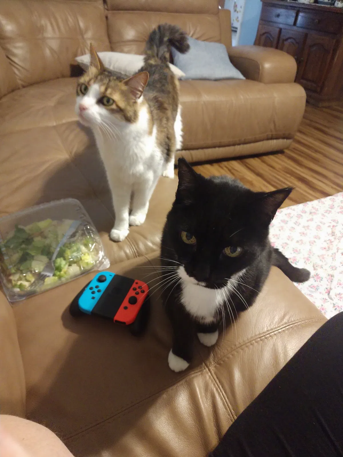 Lost cat in Chattanooga, TN, 37416