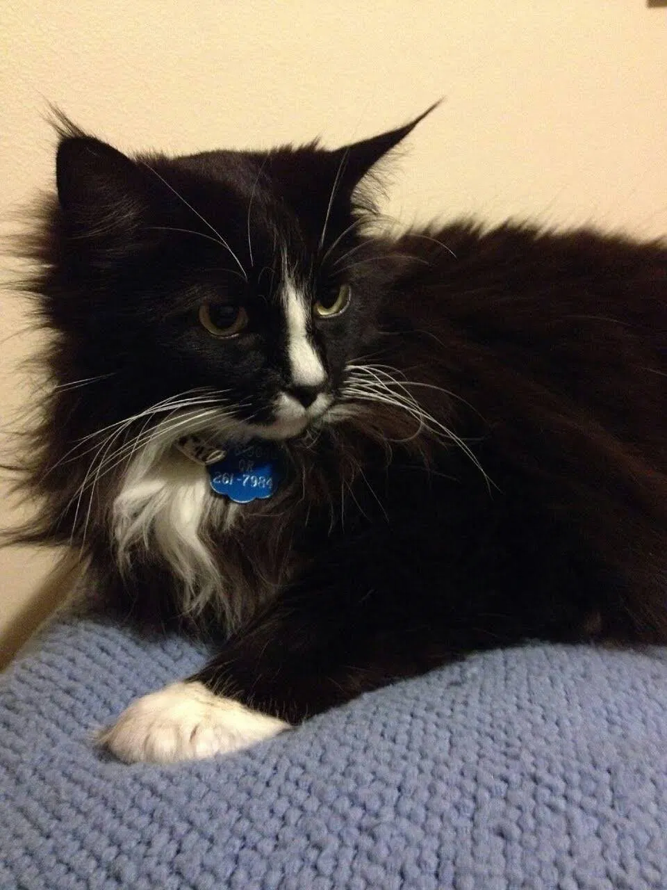 Lost cat in Medford, OR, 97504