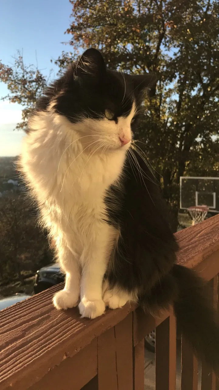 Lost cat in Bethel Park, PA, 15102