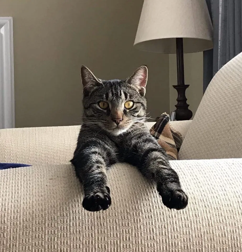 Lost cat in Farmington, NY, 14425