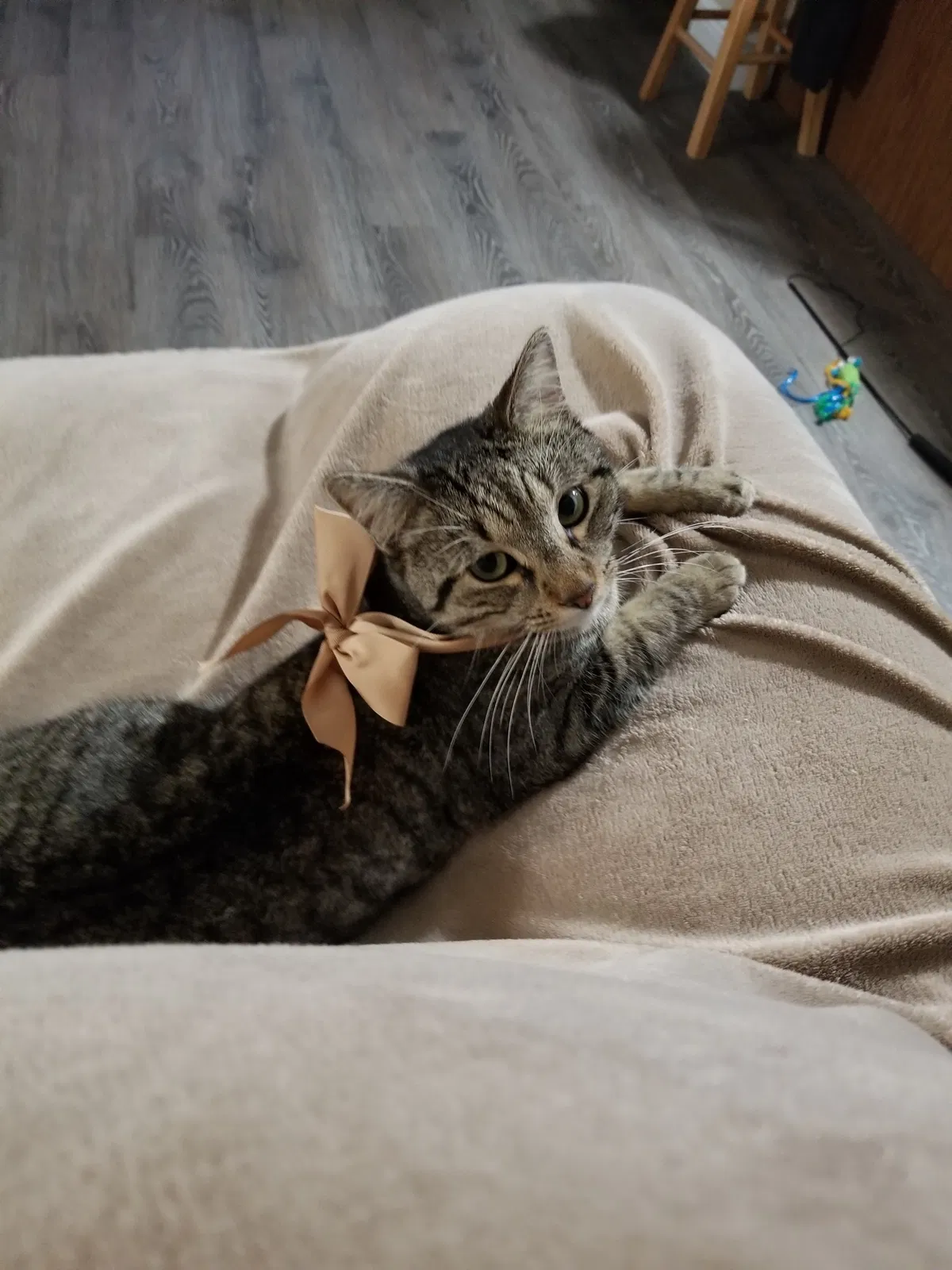 Lost cat in North Fort Myers, FL, 33917
