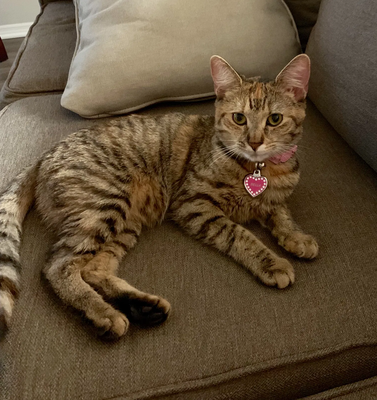 Lost cat in Dayton, OH, 45414