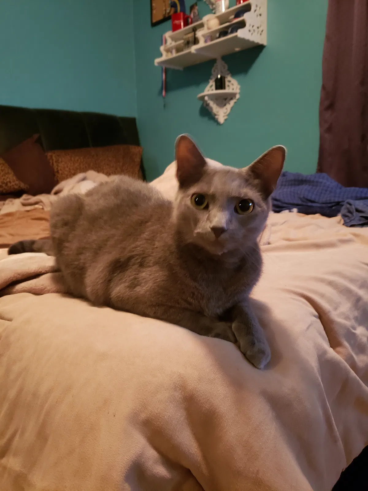 Lost cat in Orlando, FL, 32822