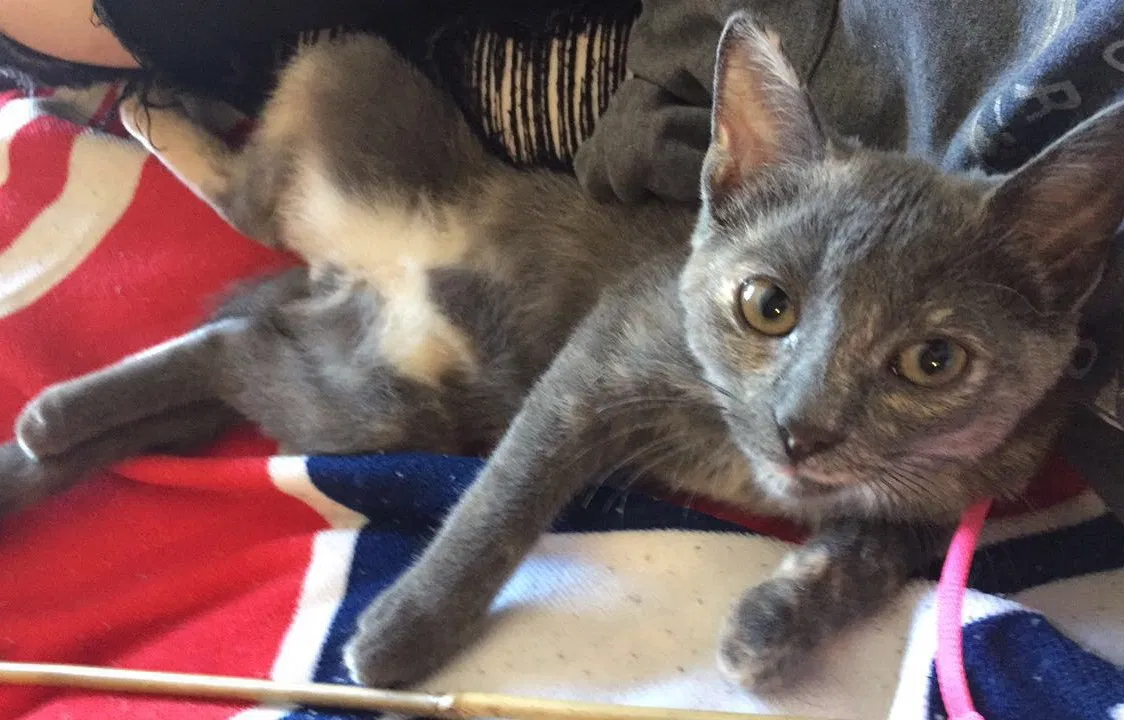 Lost cat in Unknown, MI, 0