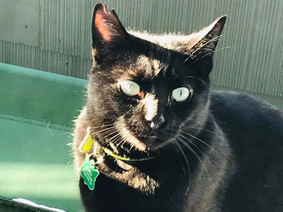 Lost cat in Oregon City, OR, 97045