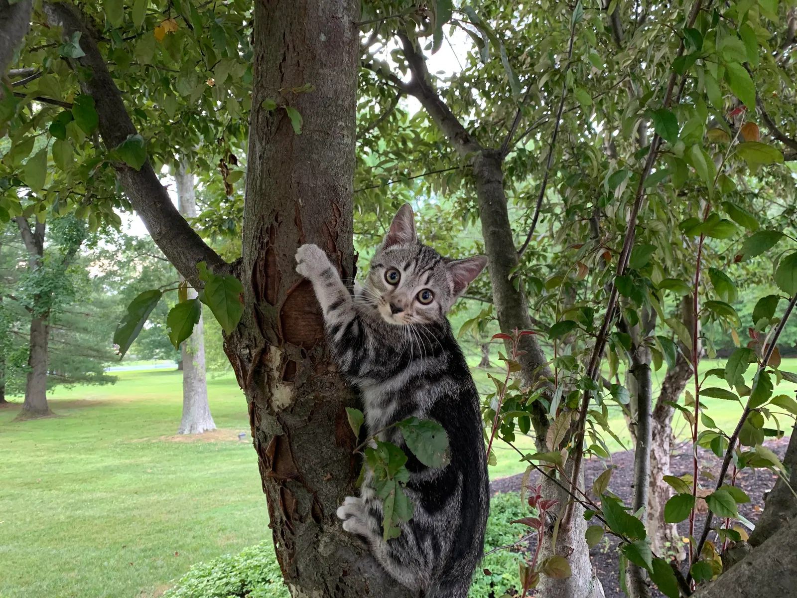 Lost cat in Cincinnati, OH, 45243