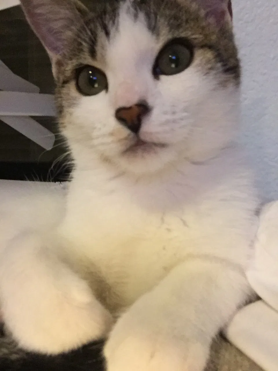 Lost cat in Arroyo Grande, CA, 93420