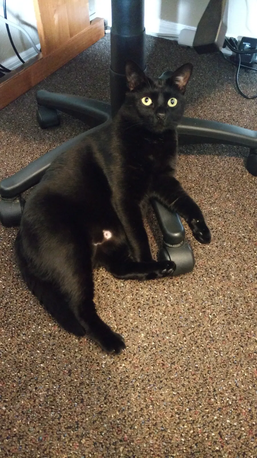 Lost cat in Tampa, FL, 33613