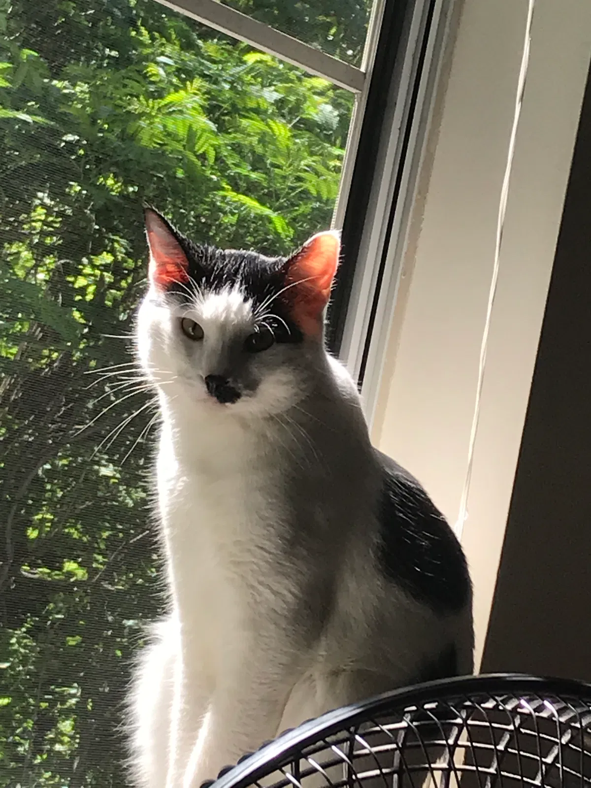 Lost cat in Minneapolis, MN, 55446