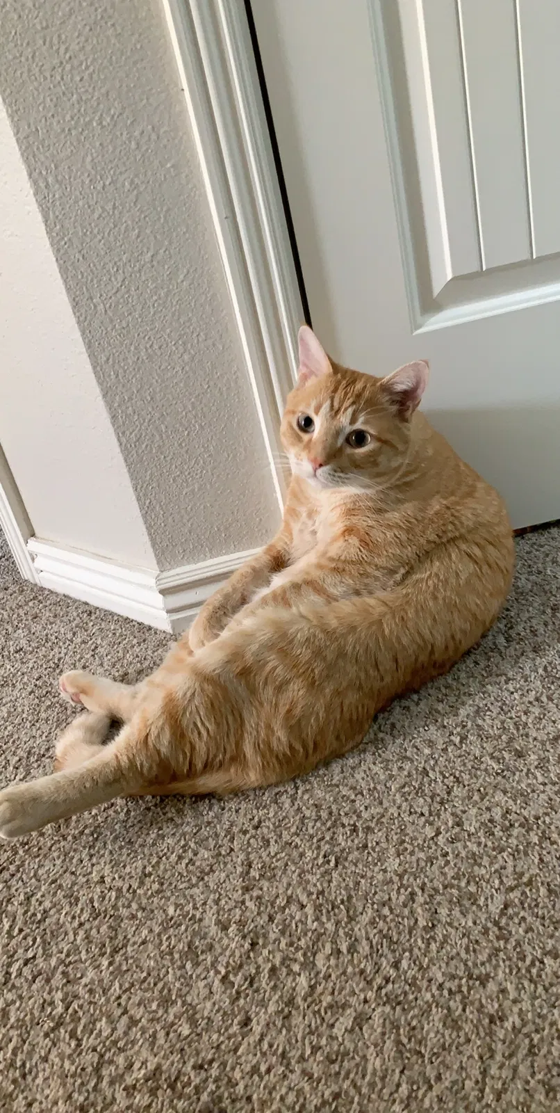 Lost cat in Loveland, CO, 80538