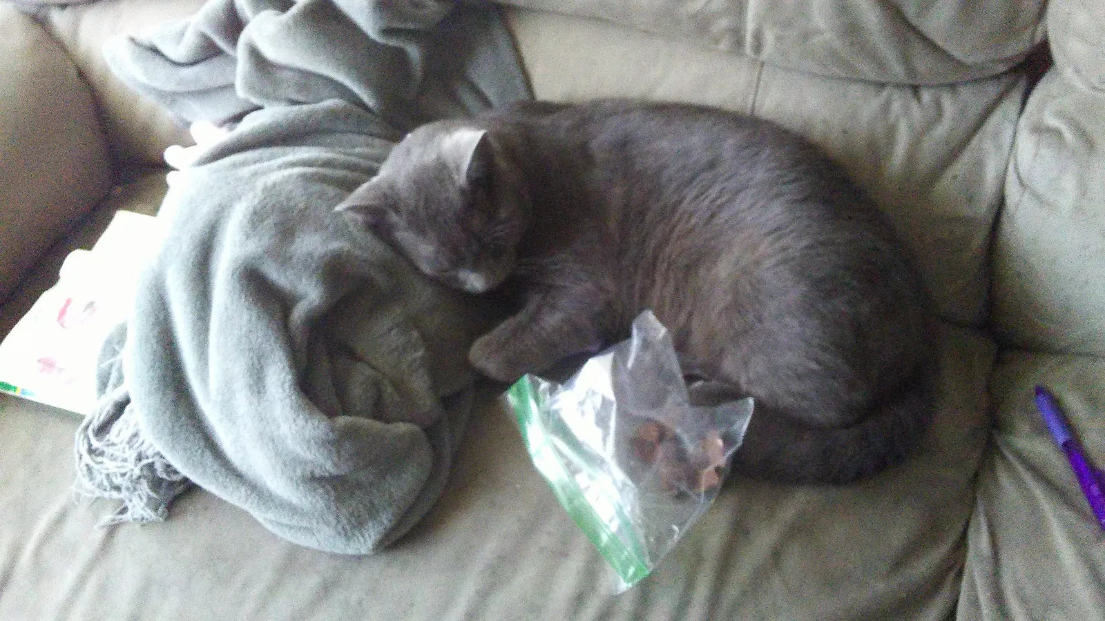 Lost cat in Flower Mound, TX, 75028