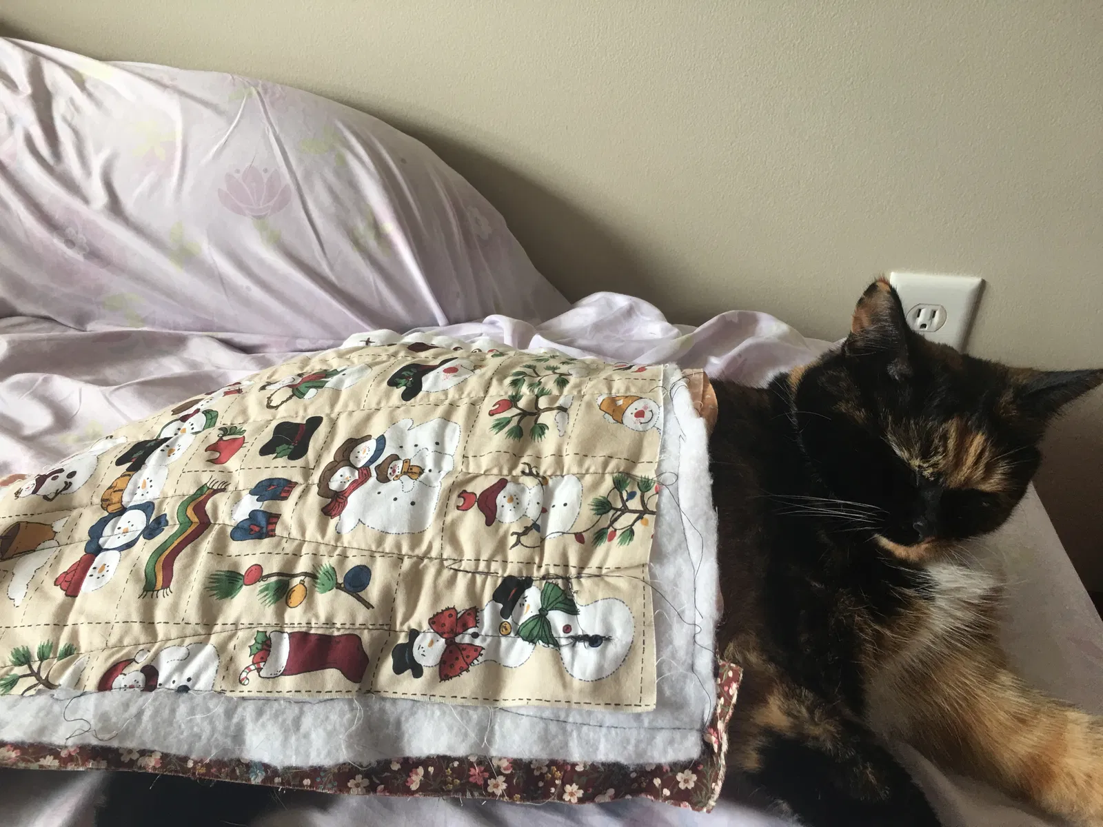 Lost cat in Carver, MN, 55315