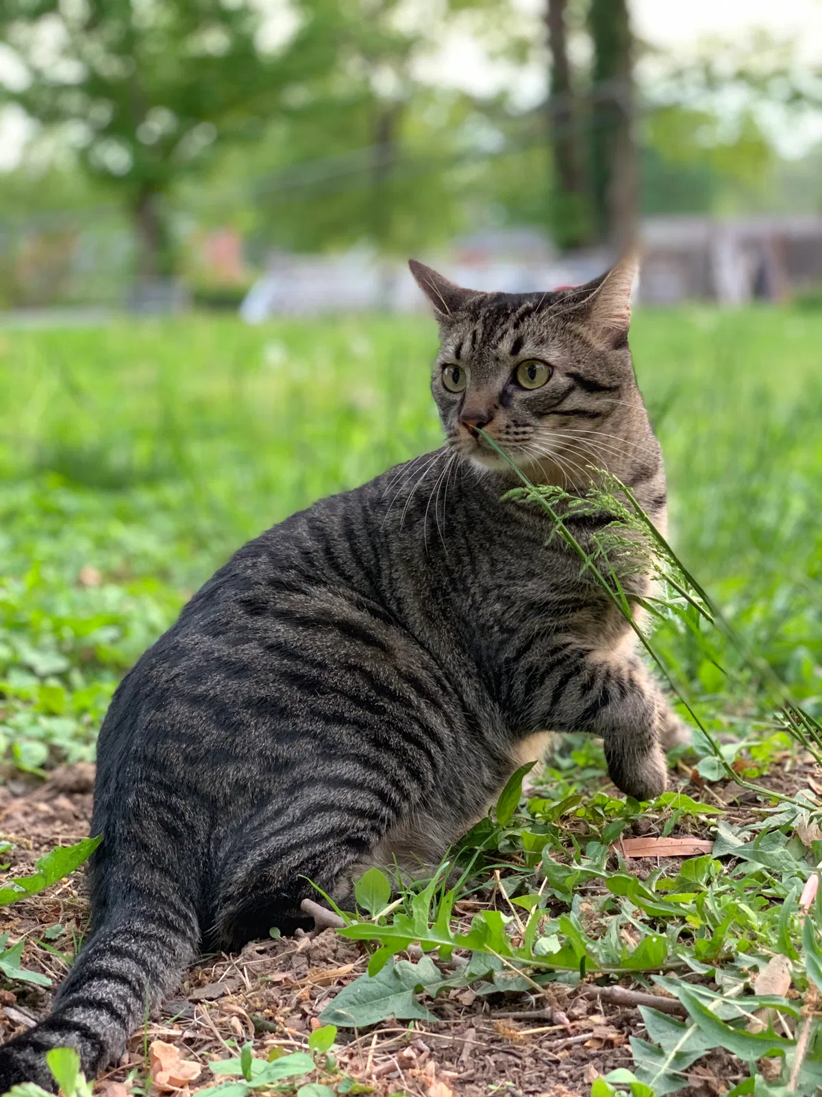 Lost cat in Falls Church, VA, 22042