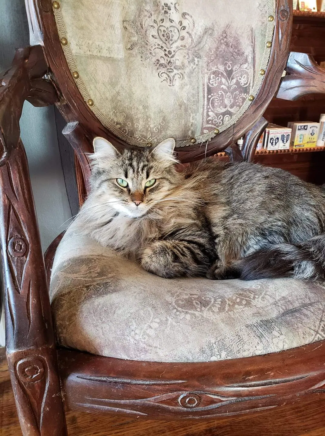 Lost cat in Spring, TX, 77382