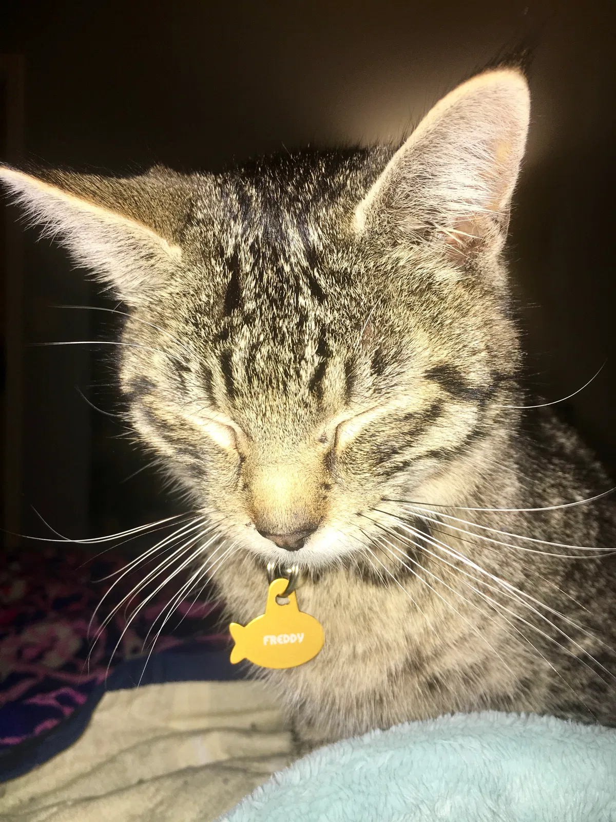 Lost cat in Pegram, TN, 37143