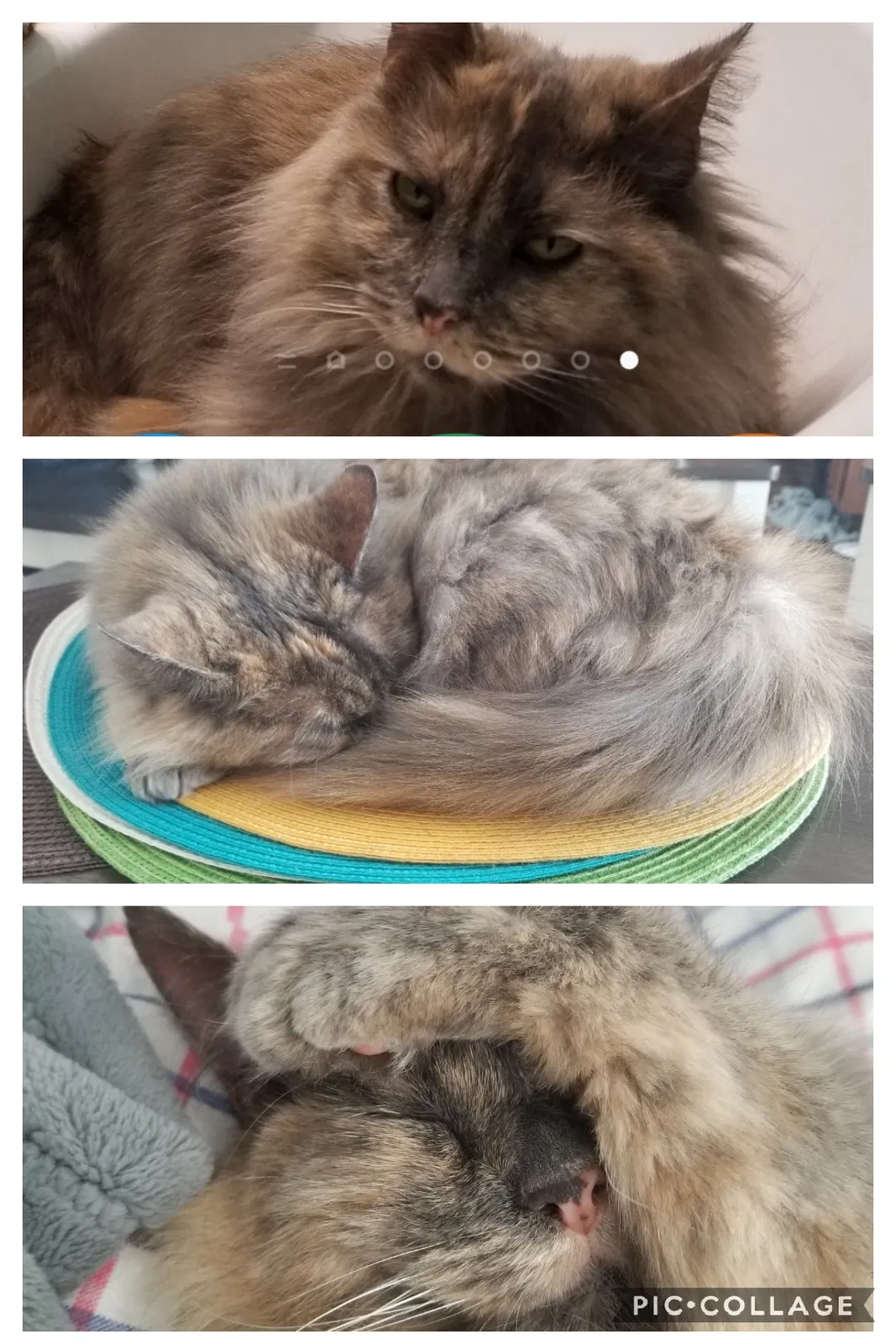 Lost cat in Brownsburg, IN, 46112