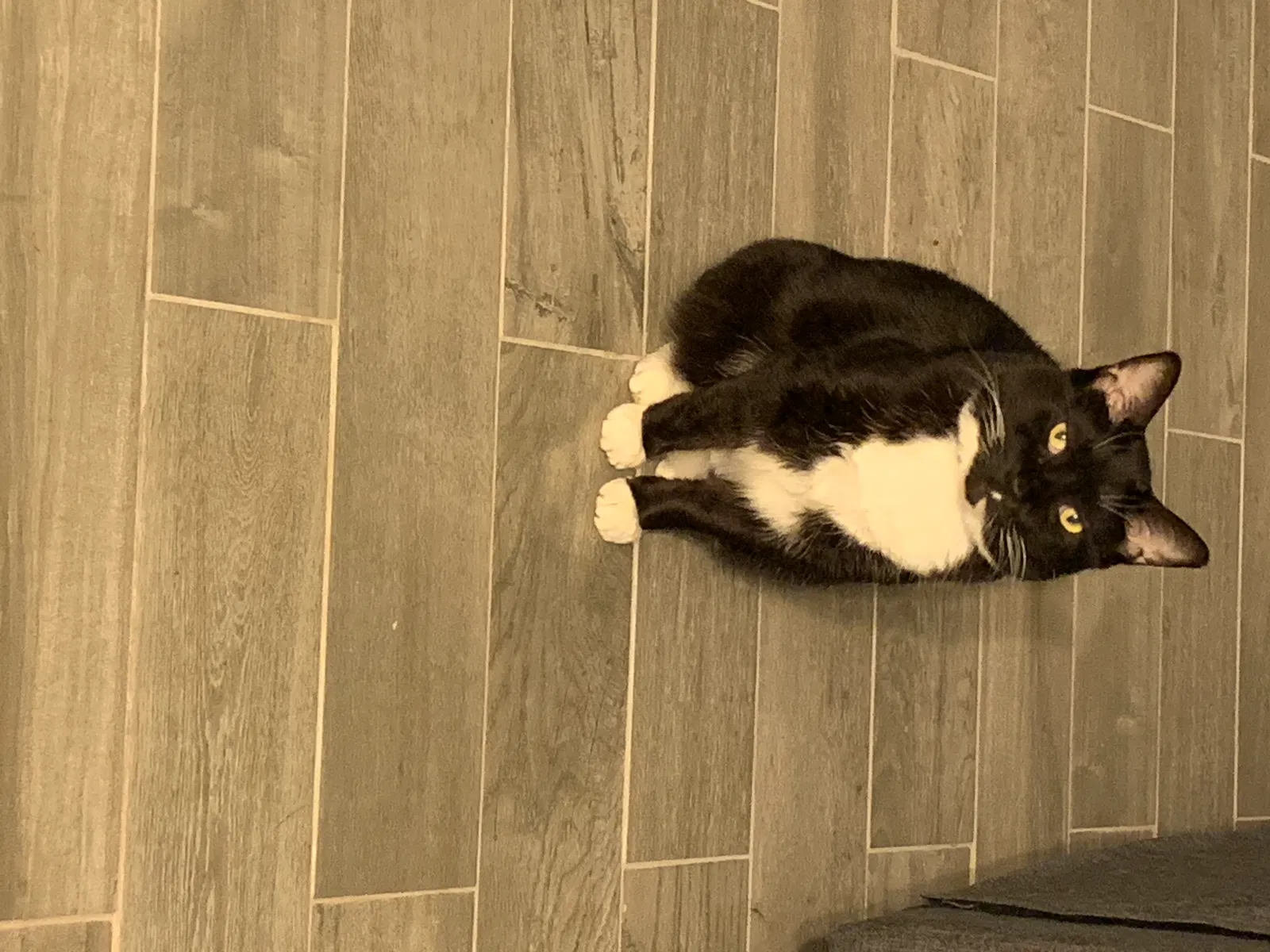 Lost cat in Denver, CO, 80235