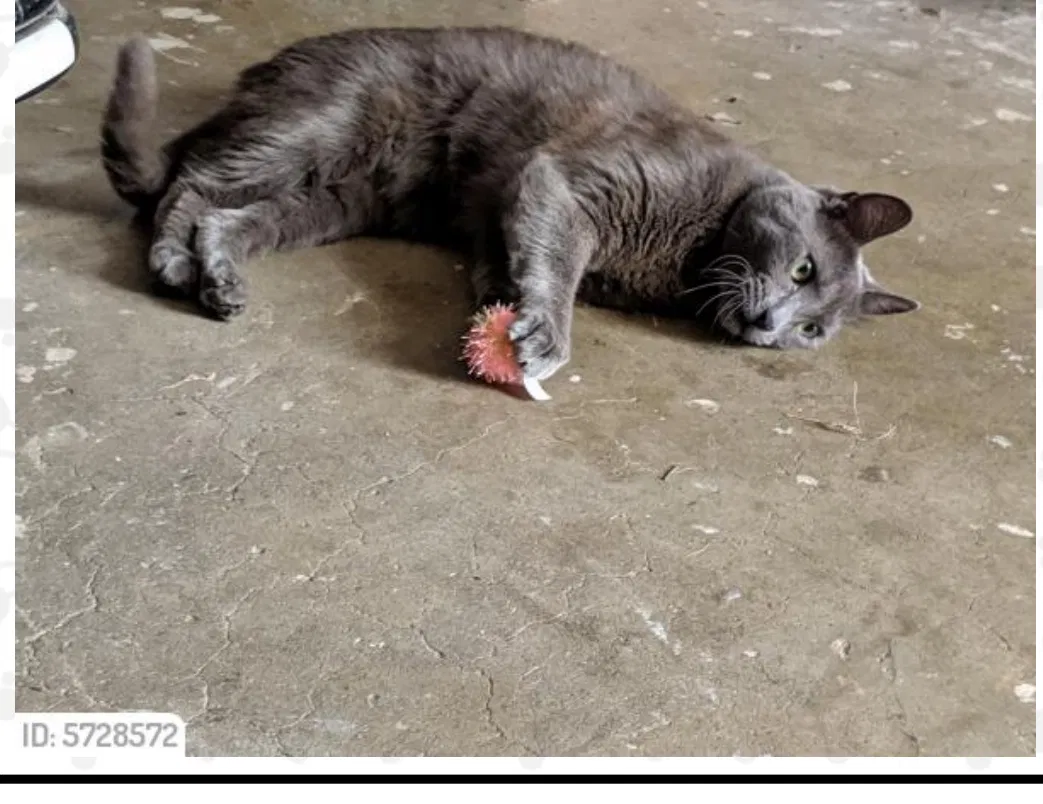 Lost cat in La Jolla, CA, 92037