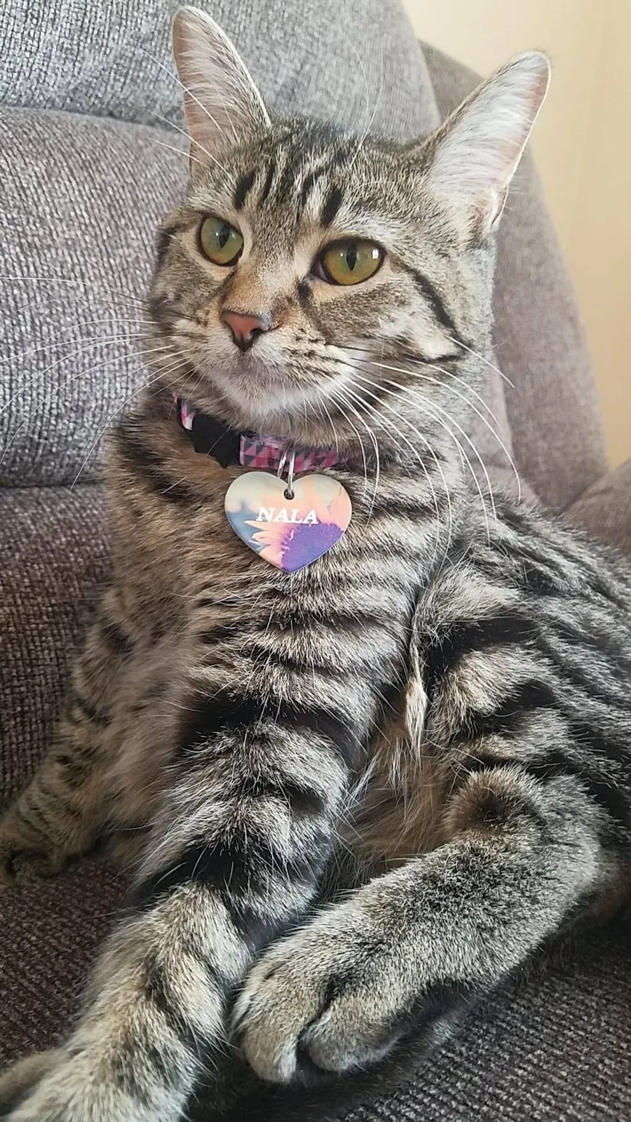 Lost cat in Carol Stream, IL, 60188