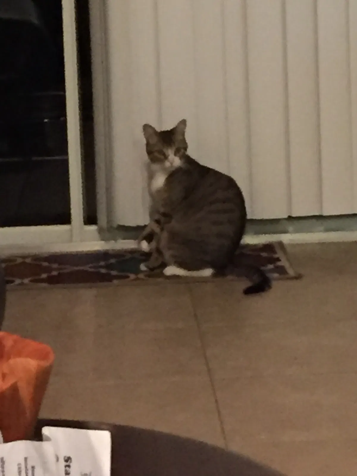 Lost cat in Bradenton, FL, 34205