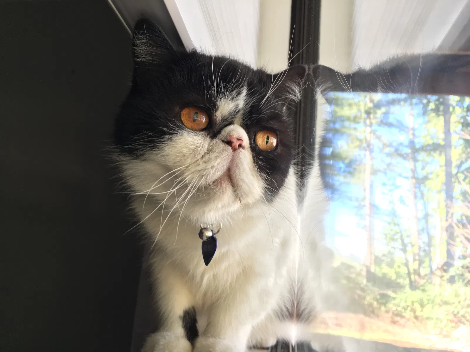 Lost cat in Vancouver, WA, 98685