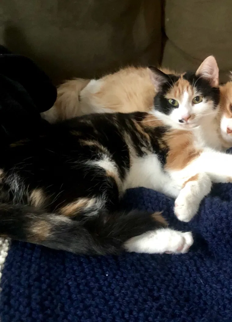 Lost cat in West Monroe, NY, 13167