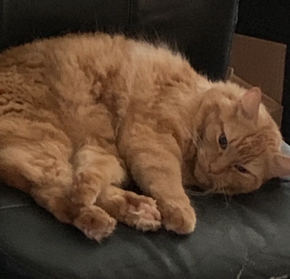 Lost cat in Hillsboro, OR, 97123