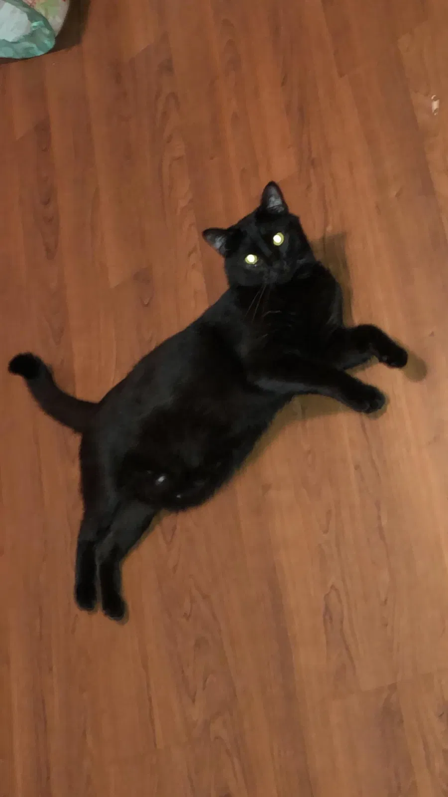 Lost cat in Cicero, IL, 60804