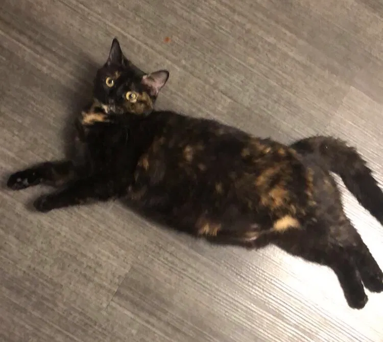 Lost cat in Unknown, CA, 0