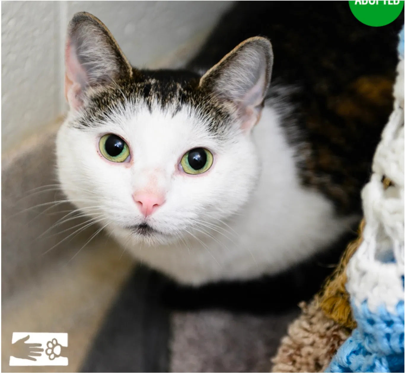 Lost cat in South Burlington, VT, 5403