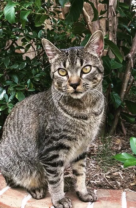 Lost cat in Carrollton, TX, 75010