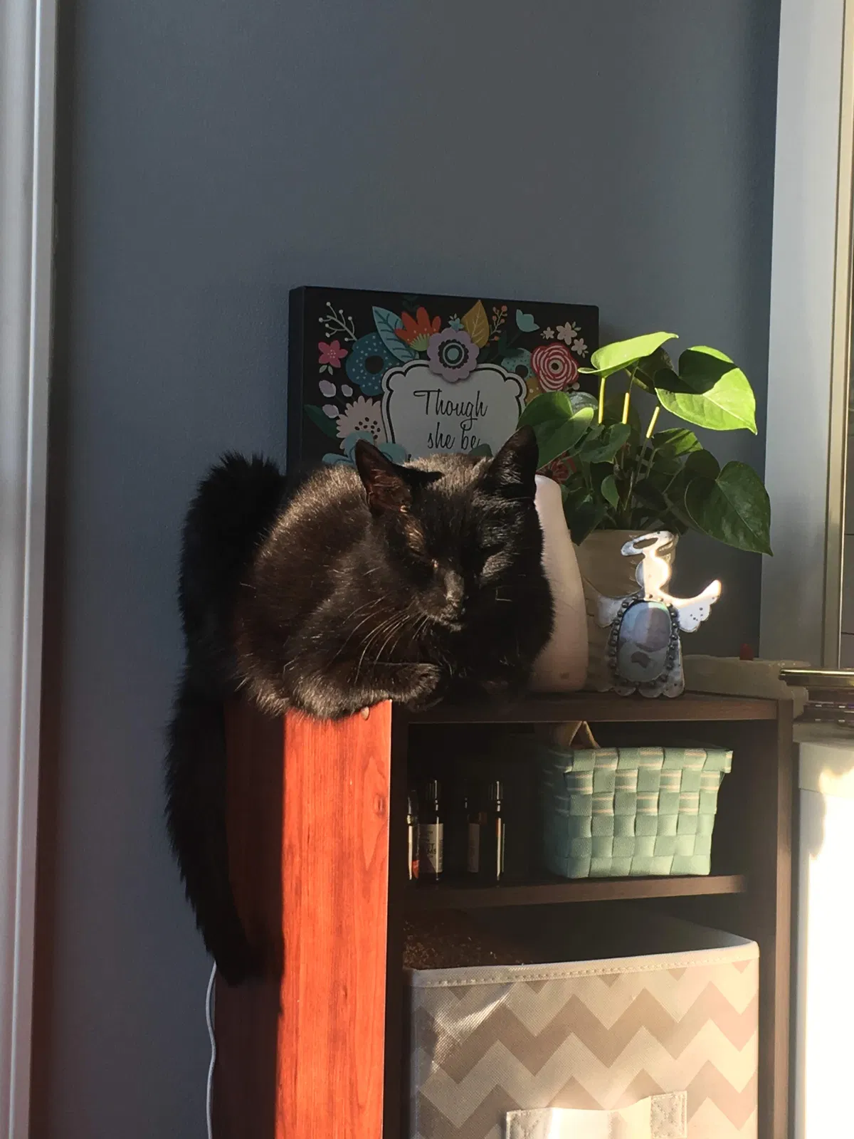 Lost cat in Pegram, TN, 37143