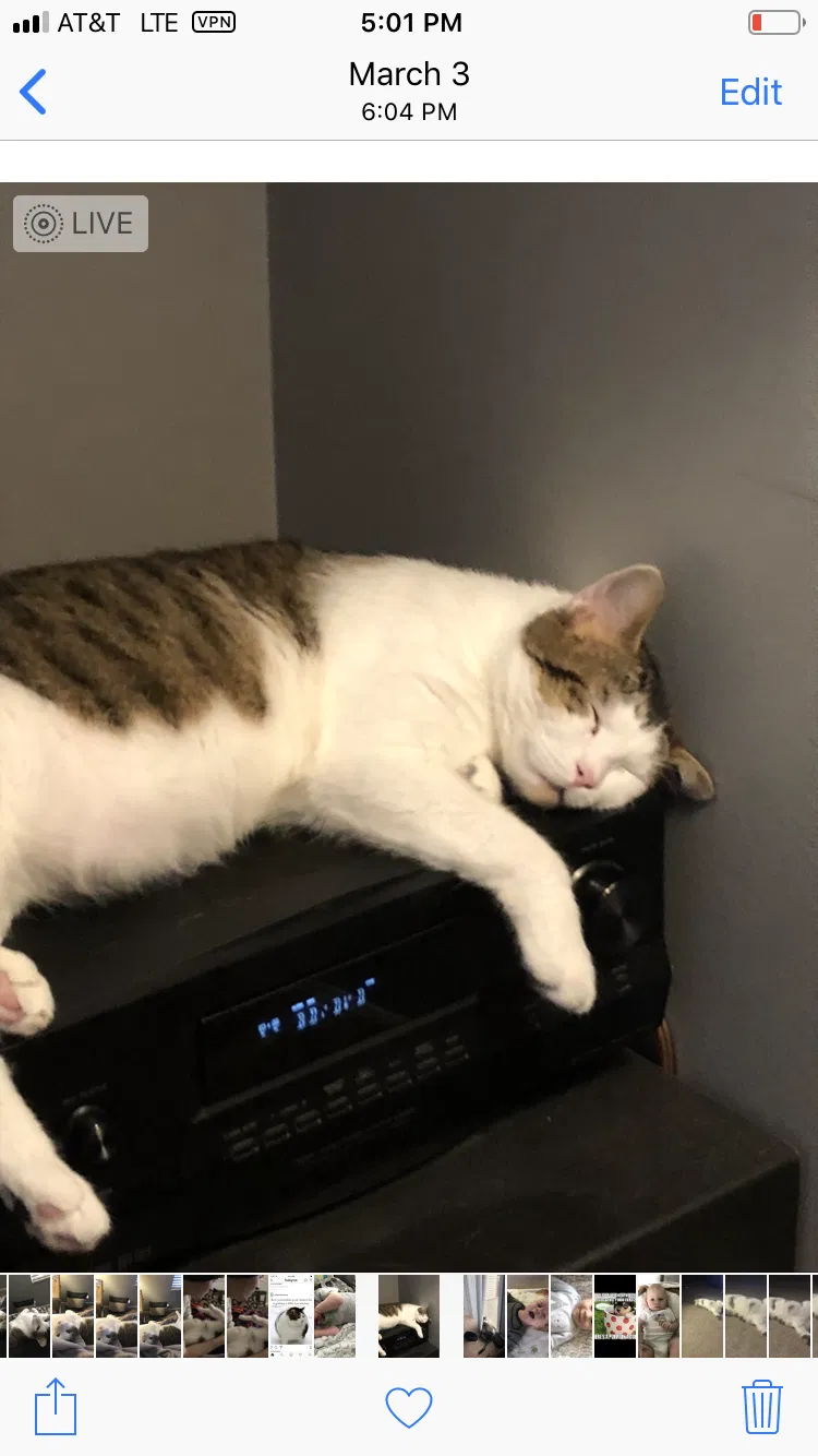 Lost cat in Delaware, OH, 43015