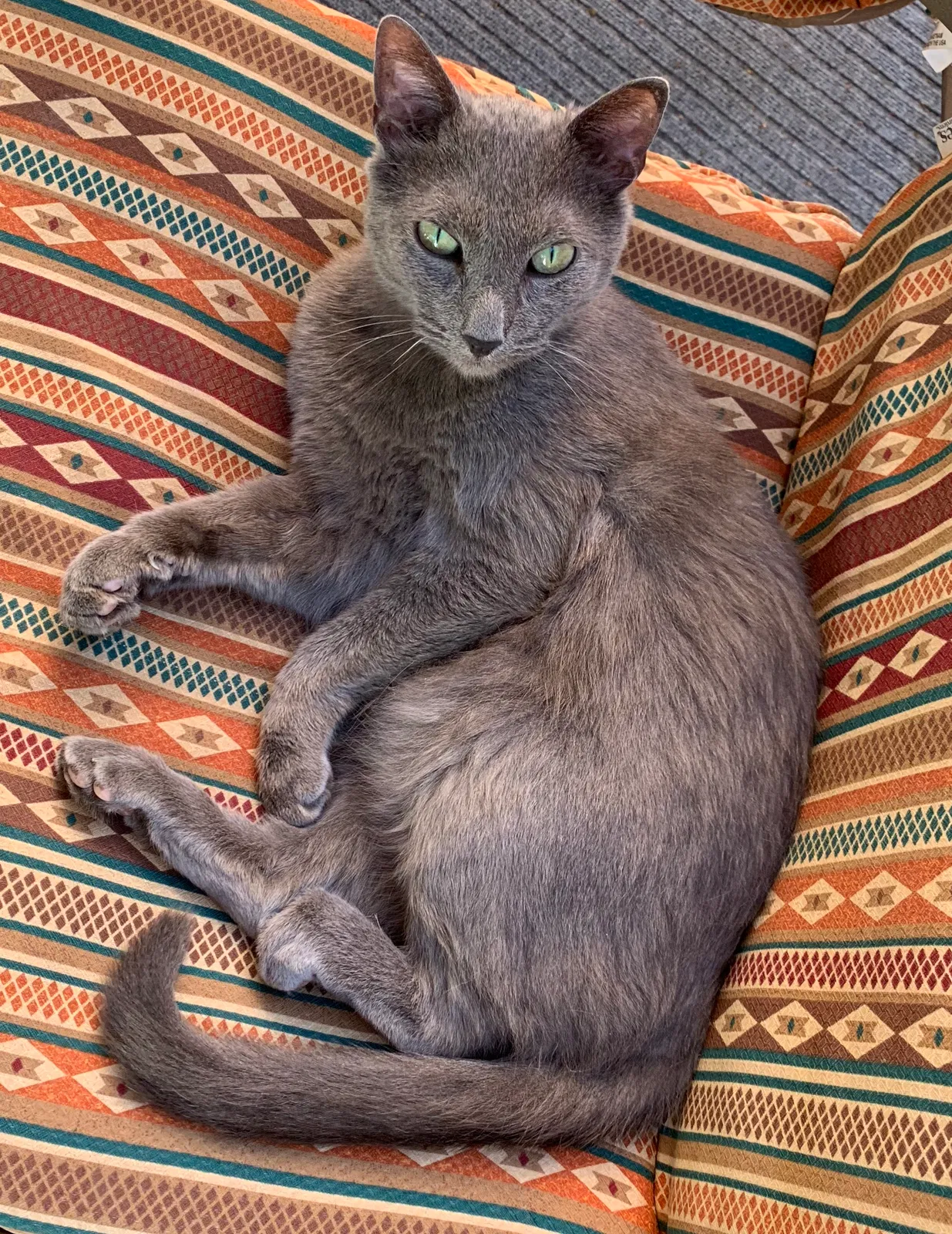Lost cat in Saint Cloud, MN, 56303