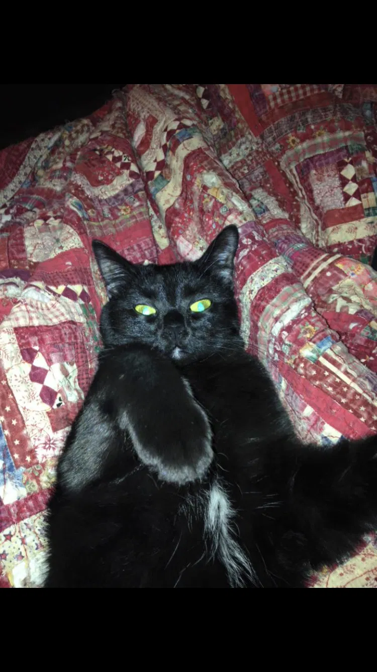 Lost cat in Taylorsville, KY, 40071
