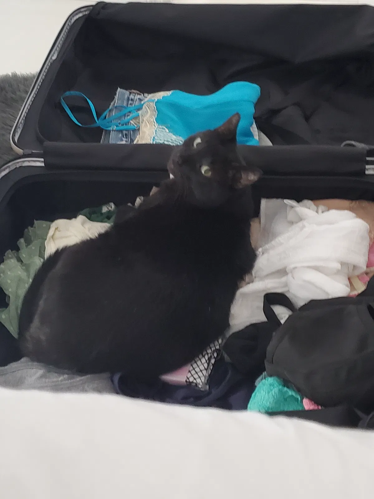 Lost cat in Encino, CA, 91316