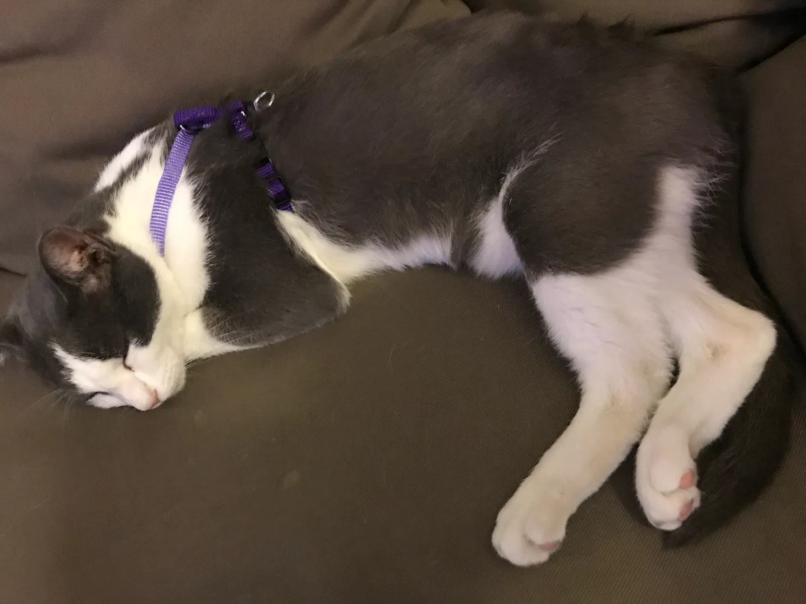 Lost cat in Hayward, CA, 94541