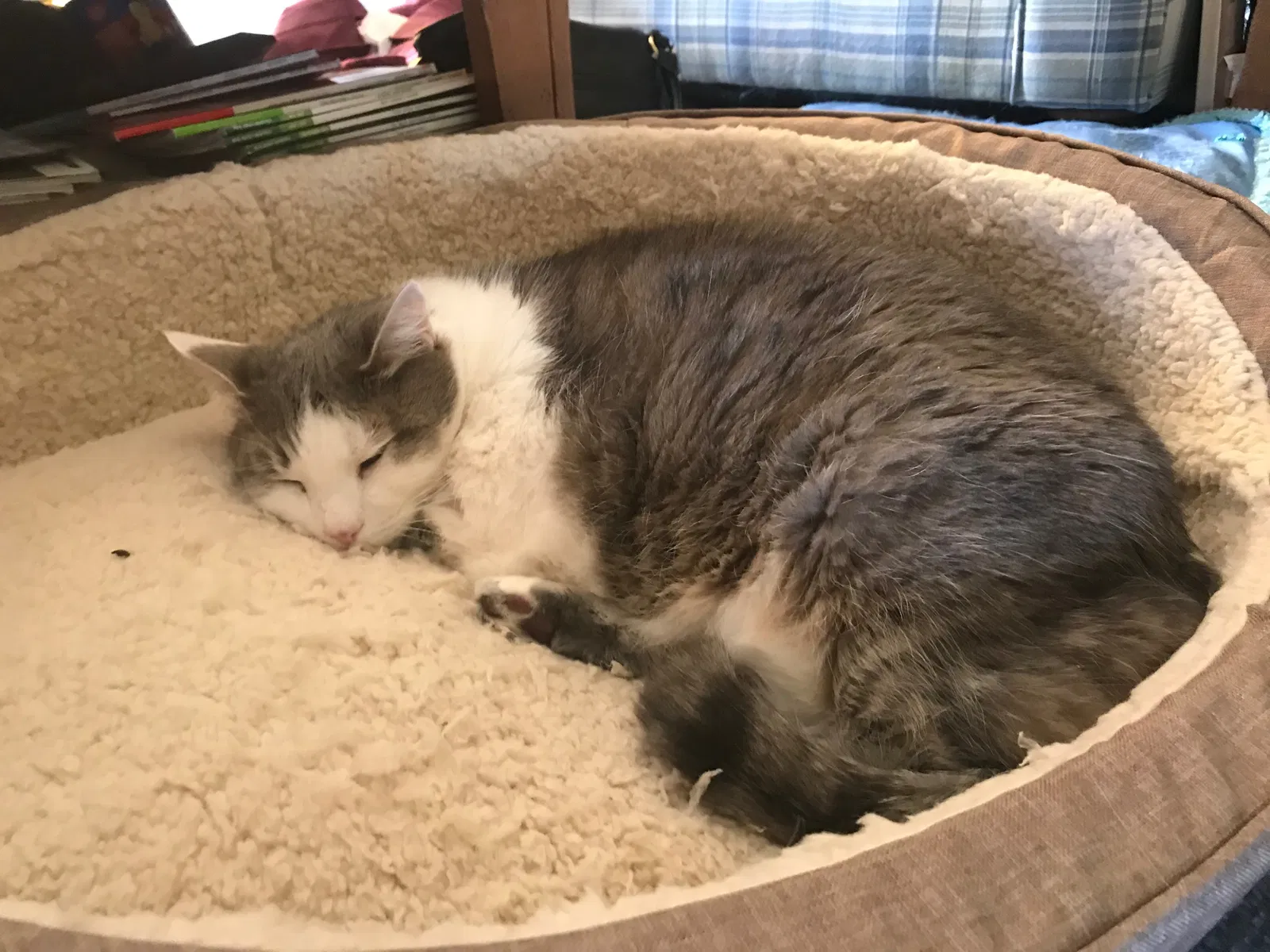 Lost cat in Florence, NJ, 8518