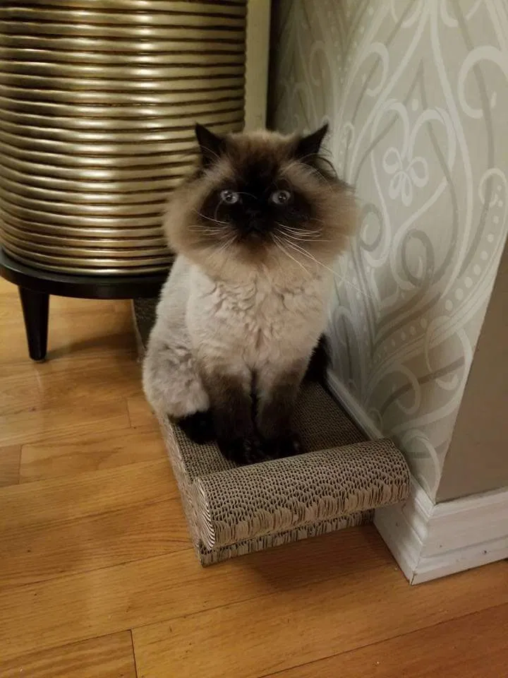 Lost cat in Unknown, CA, 0