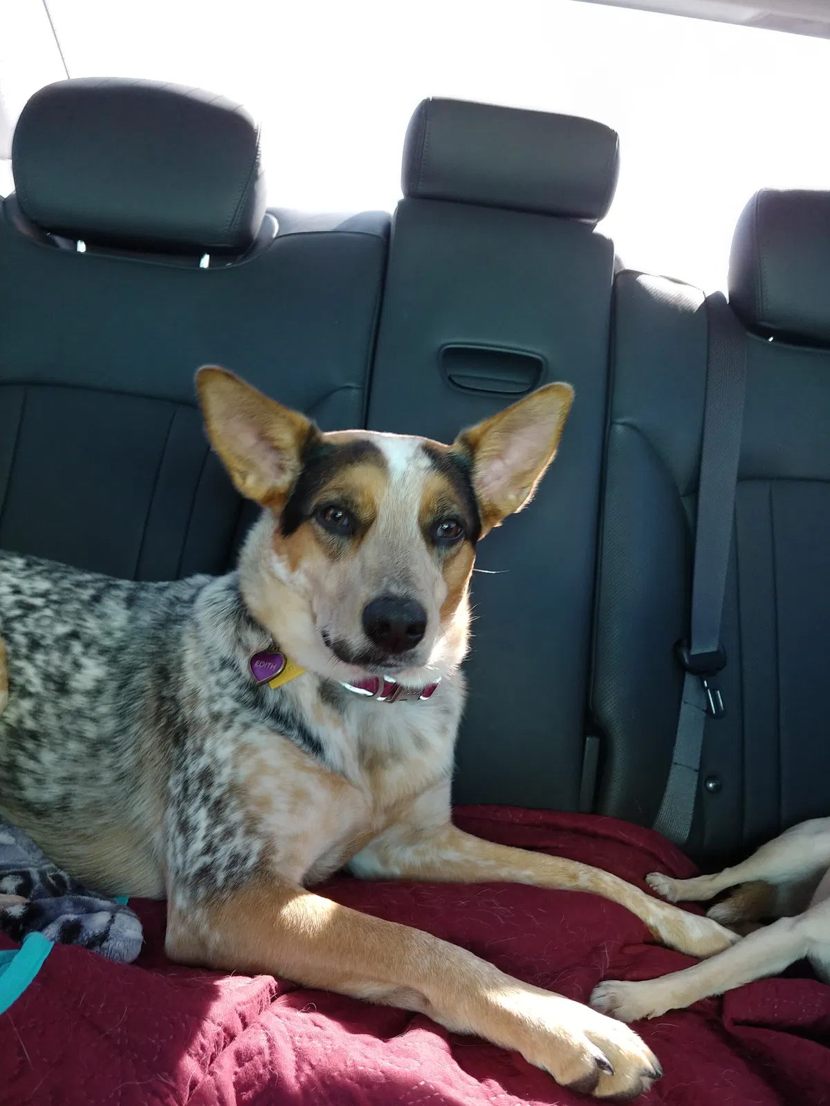 Lost dog in Mcallen, TX, 78504