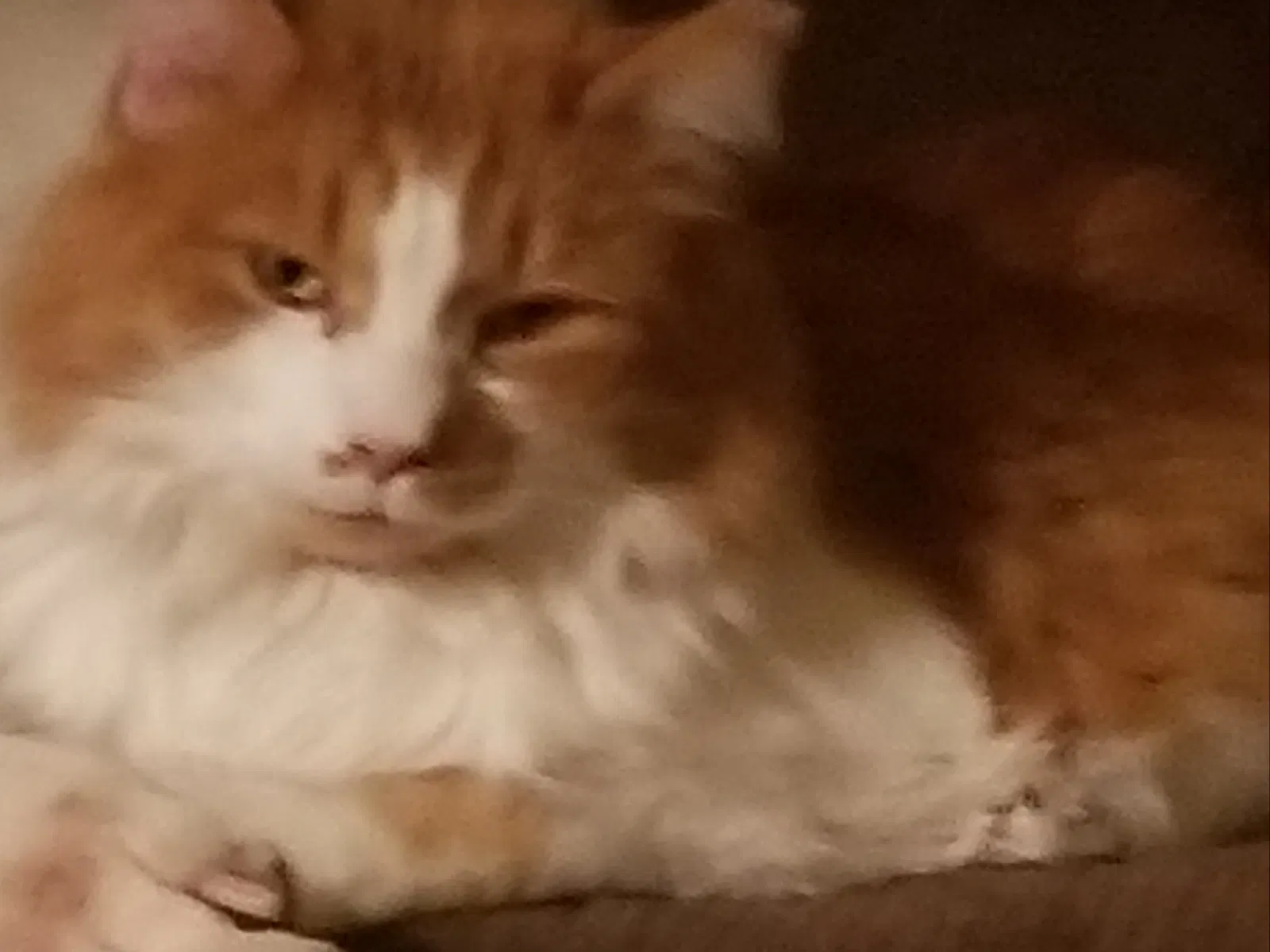 Lost cat in Mount Liberty, OH, 43048