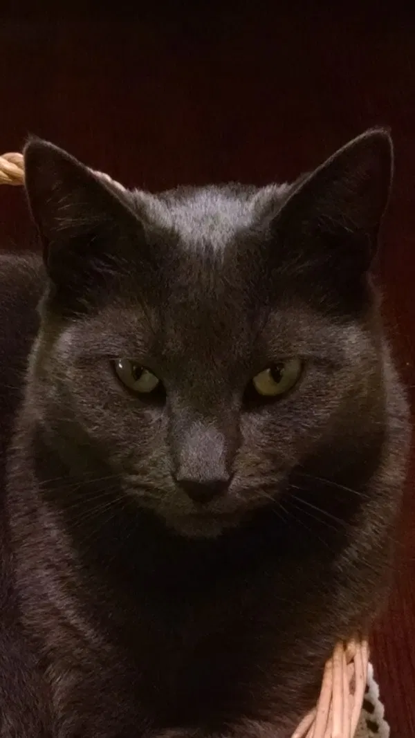 Lost cat in Tallmadge, OH, 44278
