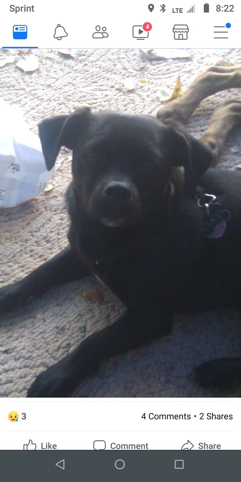 Lost dog in Oklahoma City, OK, 73139