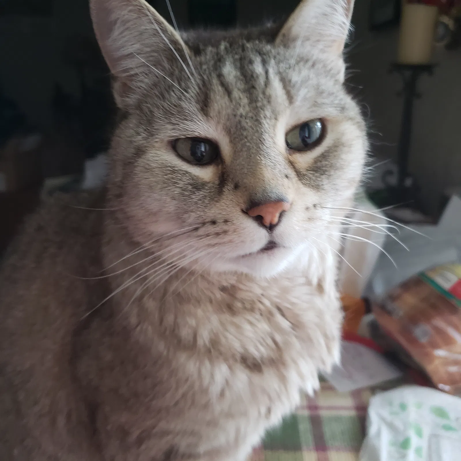 Lost cat in Syracuse, NY, 13212