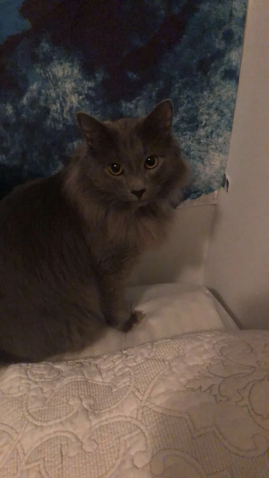 Lost cat in Gainesville, FL, 32608