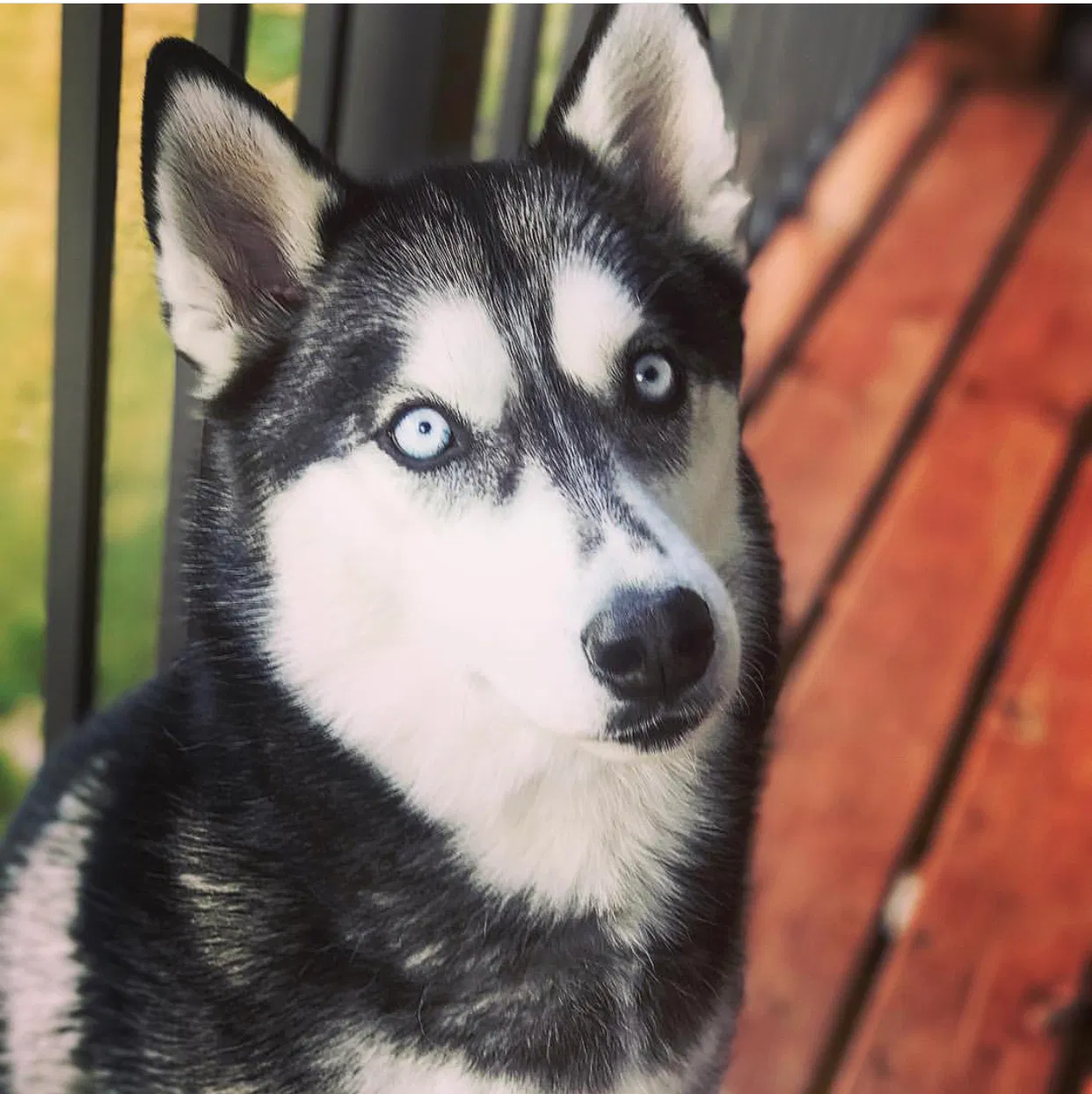 Lost dog in Oklahoma City, OK, 73118